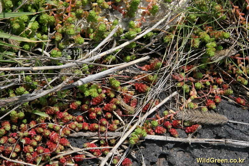 땅채송화(Sedum oryzifolium Makino) : 목유화